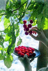 Winter Tomatoes Image